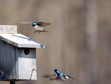 Birds flying near a rustic wooden birdhouse 